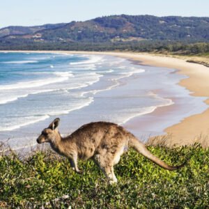 Una maleta extra llena de Merken, adobo, pisco y vino para australia