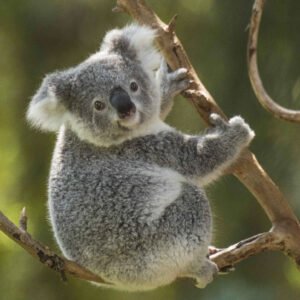 Un koala para la Vane